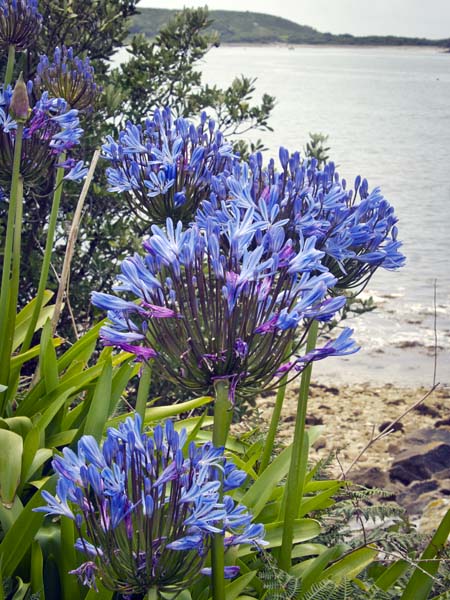 African Lily,Agapanthus africanus,Tresco,Flowers