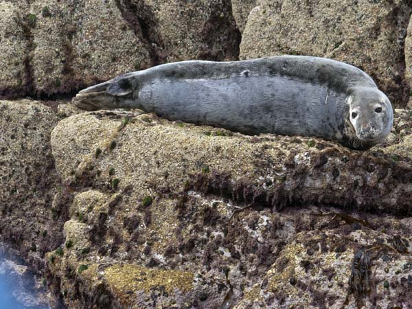 Grey Seal,Halichoerus grypus,Northern Rocks