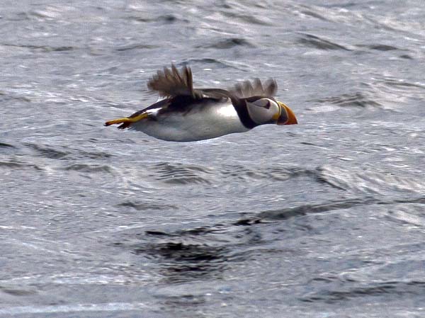 Atlantic Puffin,Fratercula arctica,Northern Rocks