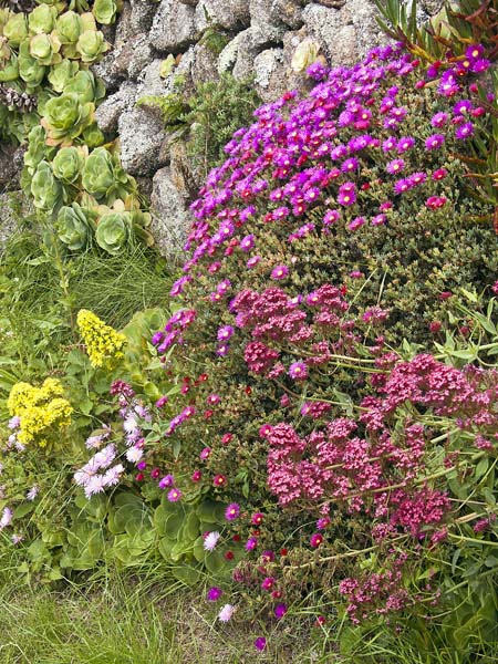 Walls,Bryher,Flowers