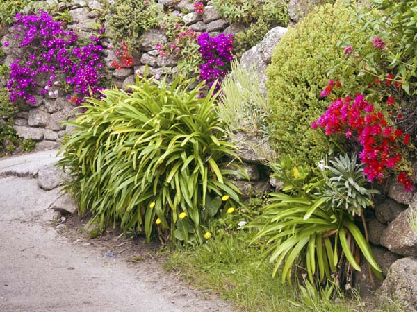 Walls,Bryher,Flowers