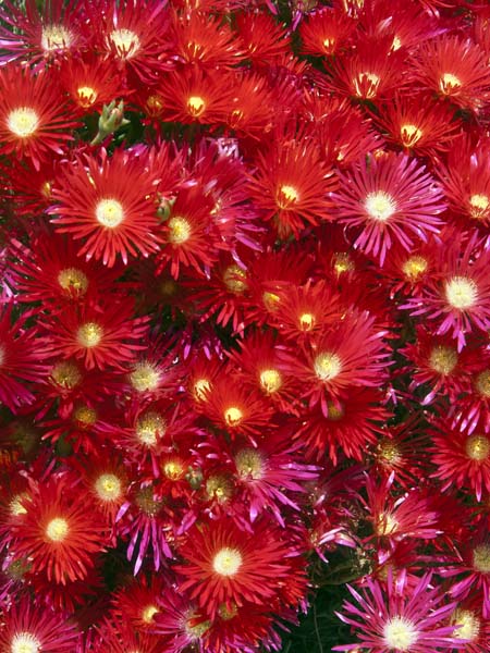 Flowers,Bryher