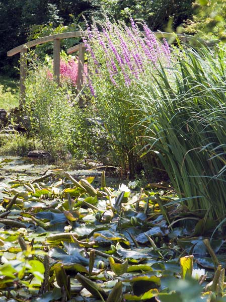Wetland Area,Furzey Gardens
