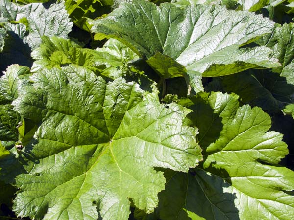 Leaves,Furzey Gardens