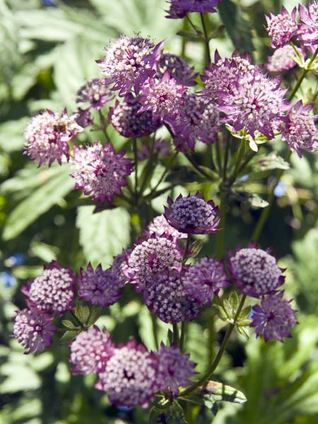 Flowers,Furzey Gardens