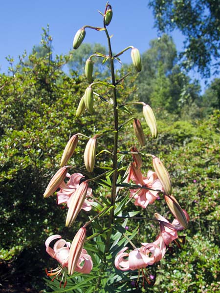 Turks Cap Lily,Furzey Gardens