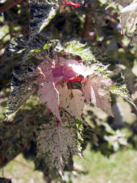 Maple,Furzey Gardens