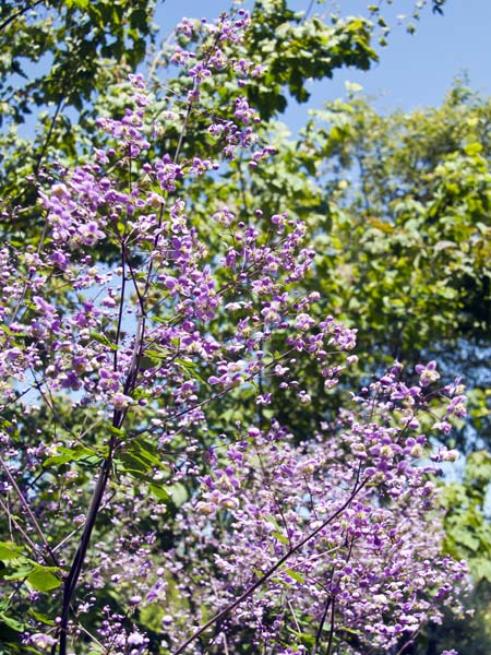 Flowers,Furzey Gardens