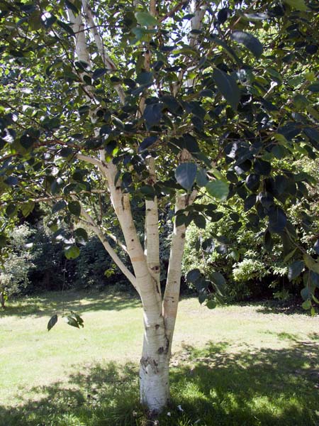 Paper Birch,Betula papyrifera,Furzey Gardens