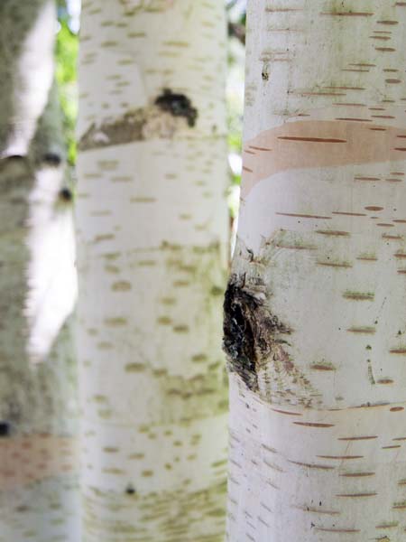 Paper Birch,Betula papyrifera,Furzey Gardens