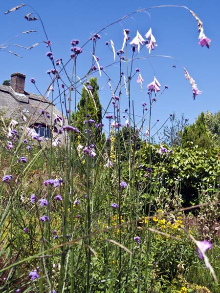 Flowers,Furzey Gardens