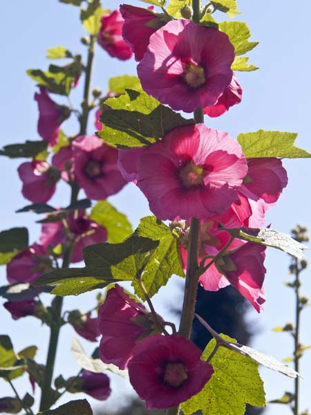 Lavetera,Mallow,Furzey Gardens,Flowers