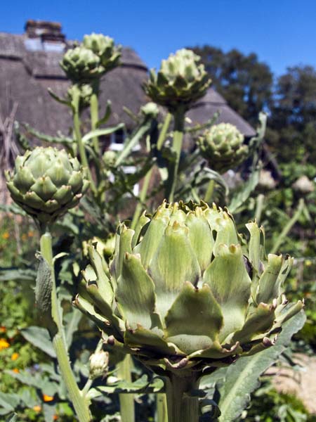 Artichoke,Cobb Cottage,Furzey Gardens