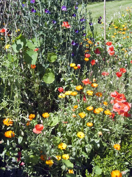 Cobb Cottage,Furzey Gardens,Flowers