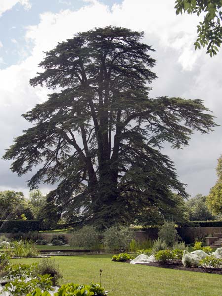 Deodar,Cedar,Boveridge Park,Tree,Philip Green Memorial School