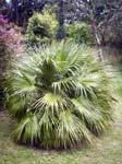 Chusan Palm (Trachycarpus fortunei)