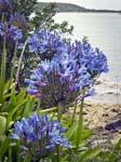 African Lily (Agapanthus africanus)