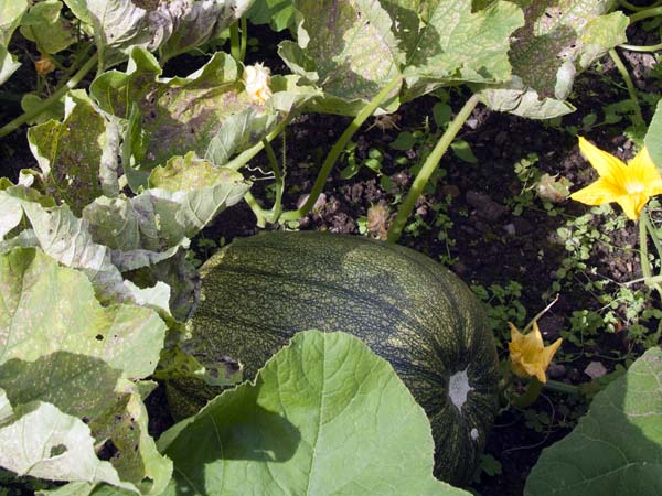 Pumpkin,Gardens,St Fagans,Castle