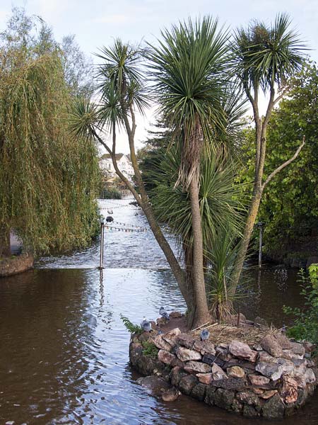 The Lawn,Gardens,River,Dawlish Water,Cordyline