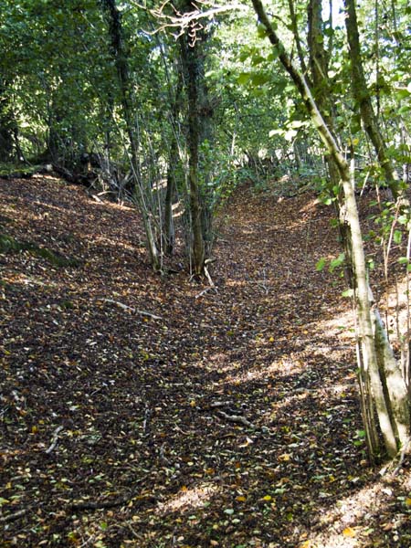 Mistlebury,Mistleberry,Hill Fort,Trees,Iron Age