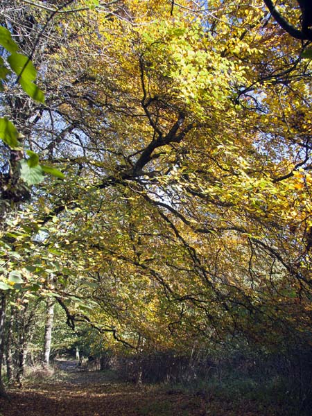 Garston Wood,Autumn,Trees