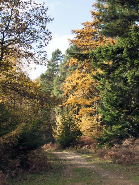 Wilverley Inclosure,Autumn,Trees