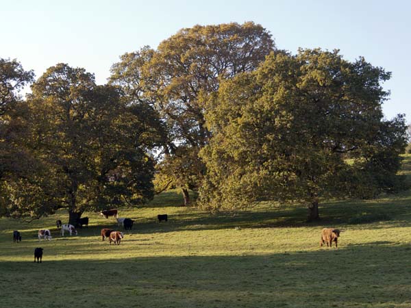Cows,Higher Whatcombe,Trees,Oaks