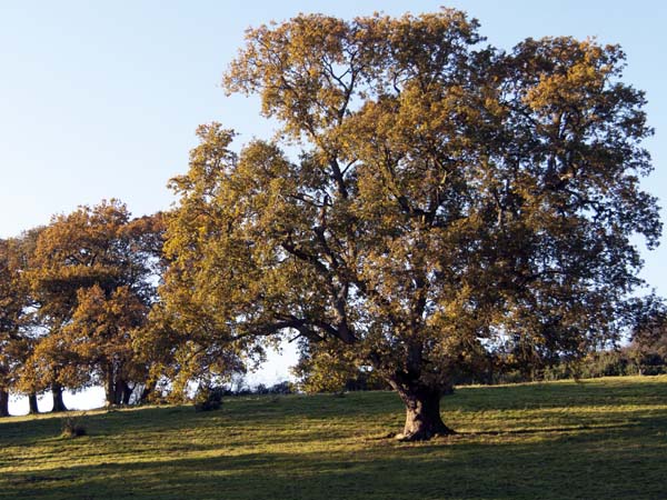 Oak,Higher Whatcombe,Autumn,Trees