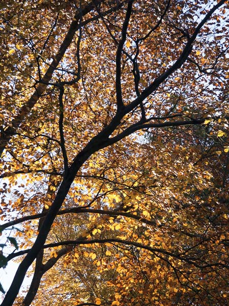 Beech,Higher Whatcombe,Autumn,Trees