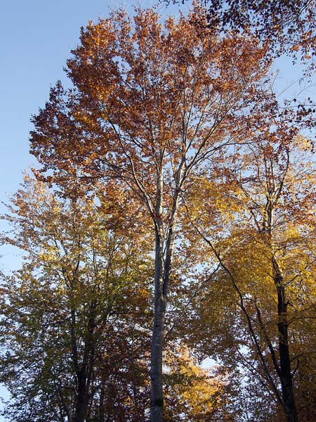 Beech,Higher Whatcombe,Autumn,Trees