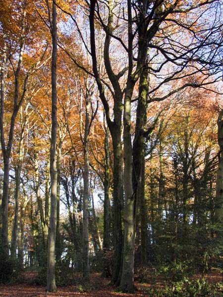 Squirrel's Corner,Autumn,Trees
