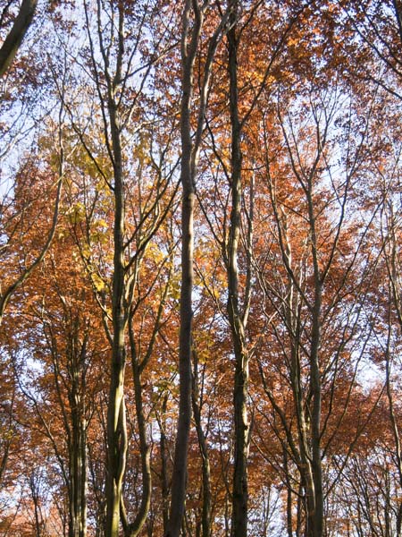 Beech,Squirrel's Corner,Autumn,Trees