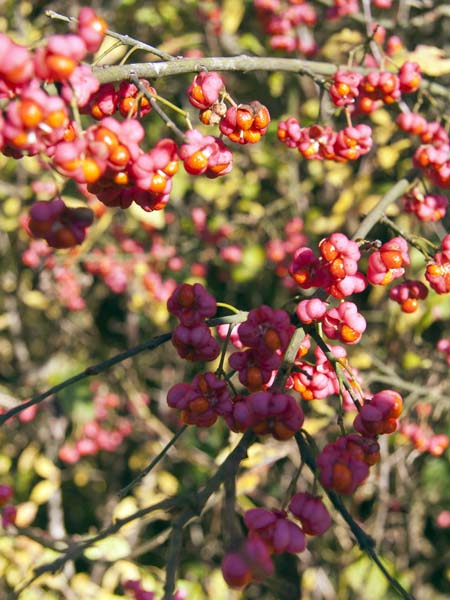 Spindle,Berries,Euonymus europaeus,Tree