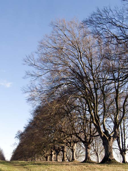 Beech,Avenue,Kingston Lacy,Trees
