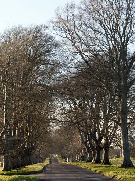 Beech,Avenue,Kingston Lacy,Trees