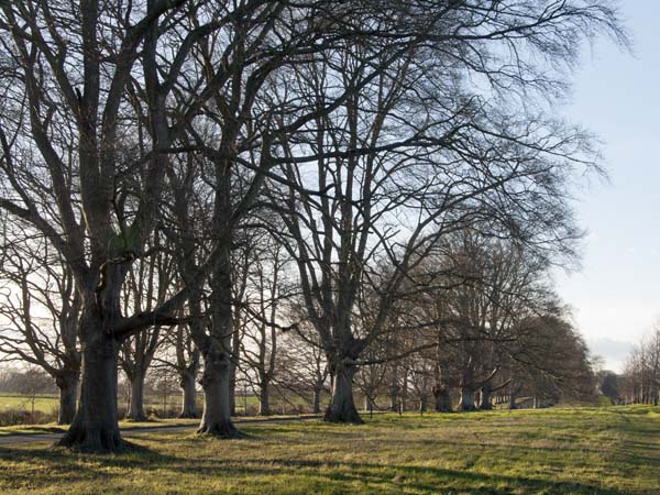 Beech,Avenue,Kingston Lacy,Trees,Wimborne