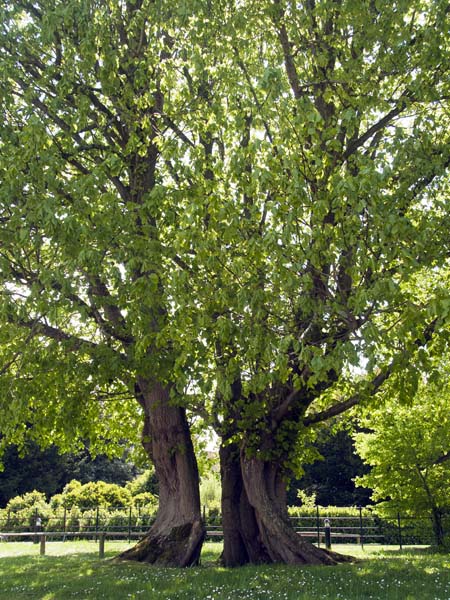 Split Tree,Kingston Lacy,Gardens