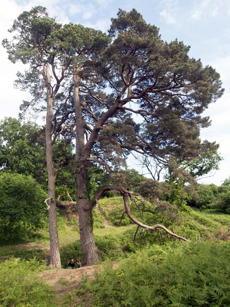 Pines,Cranborne Castle,Trees