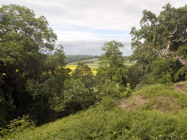Cranborne Castle,Trees