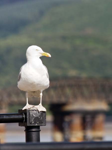 Gull,Barmouth,Abermaw,Bird