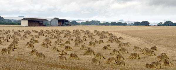 Corn Stooks,Long Straw,Fields,Patney