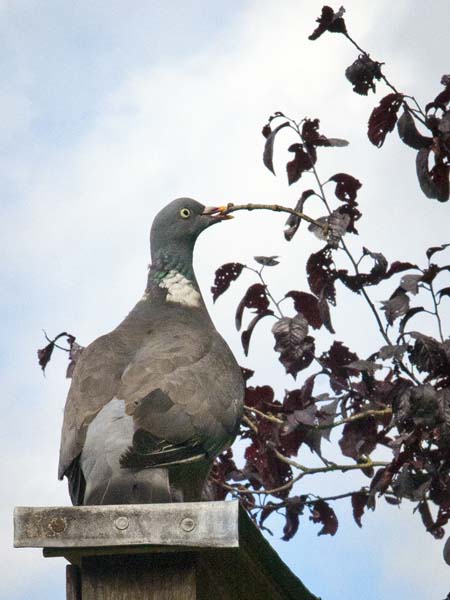 Pidgeon,Wansdyke School,Devizes,Bird