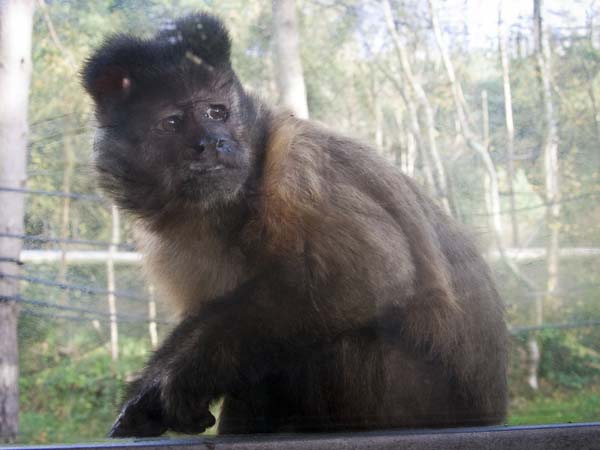 Capuchin Monkey,Cebus apelia,Monkey World,Purbeck