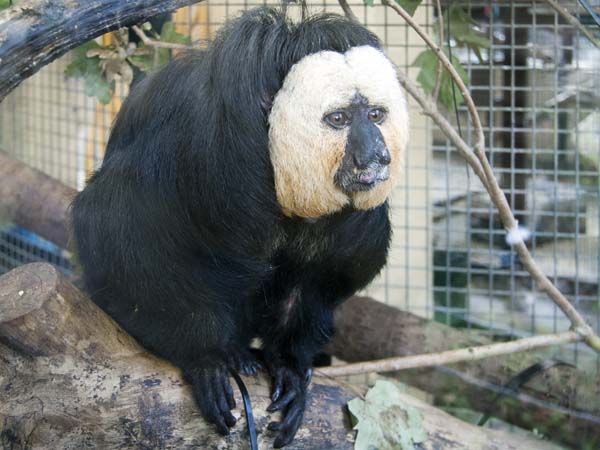 Jethro,Saki Monkey,Pithecia pithecia,Monkey World