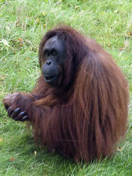 Orang-utan,Pongo pygmaeus,Monkey World,Apes