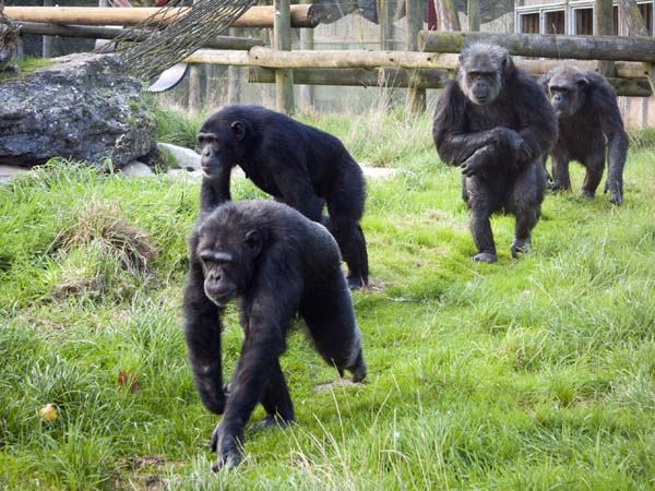Chimpanzees,Pan troglodytes,Monkey World,Apes,Purbeck