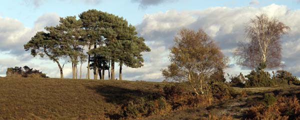 Robin Hood's Clump,Ibsley,Trees