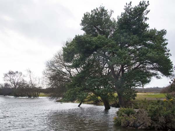 Setley Pond,Tree