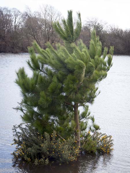 Setley Pond,Tree