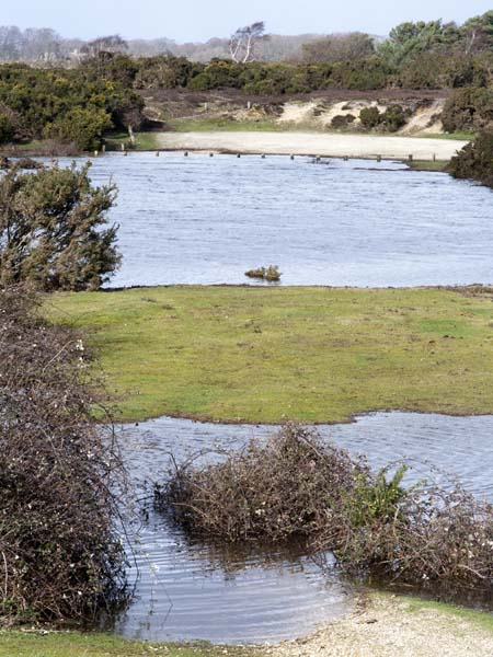 Setley Pond